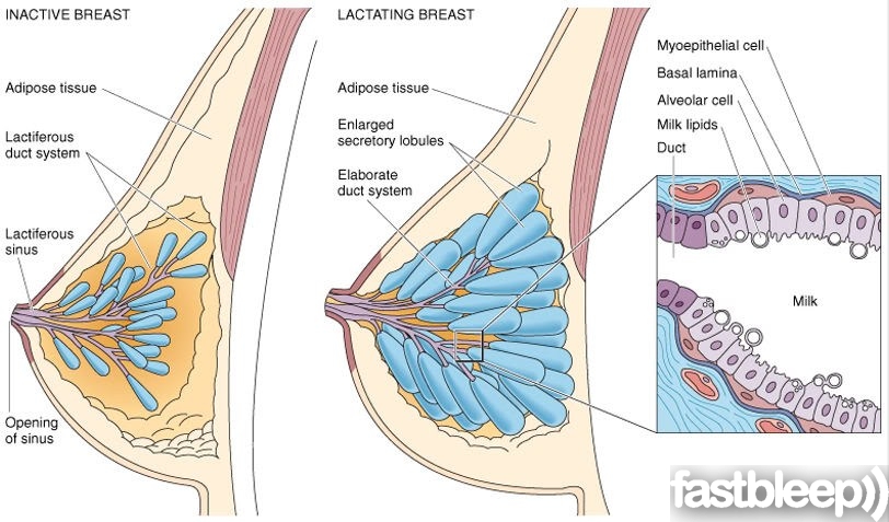 Lactating Breast 58